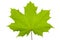 Maple leaf