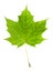 Maple leaf