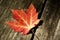 Maple Leaf