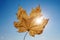 Maple leaf against blue sky with sunbeam