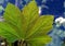 Maple leaf against the blue sky and white clouds.The greatness of nature.