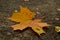 Maple leaf on asphalt