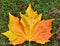 Maple Leaf in Autumn
