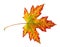 Maple leaf in autumn, Acer platanoides