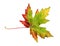 Maple leaf in autumn, Acer platanoides