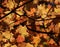 Maple Leaf Autumn Canopy