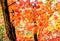 Maple leaf in autumn in korea,Autumn background.