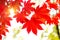 Maple leaf in autumn in korea,Autumn background.