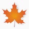 Maple leaf. Autumn realistic leaf with shadow. Vector.