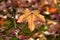 Maple Leaf autumnal background