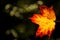 Maple leaf in autumnal colors in back light