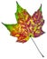 Maple leaf changing colors in autumn