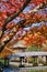 Maple leaf closeup in autumn.