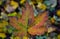 Maple leaf in closeup with many leaves in the background, Autumn season in the forest
