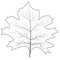 Maple leaf for concept design. September fall. Decoration element. Autumn background. Canada symbol maple leaf