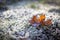 Maple leaf covered with icing and laid in the grass with hoarfrost in beautiful light