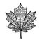 Maple leaf doodle