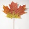 Maple leaf in Fall color.