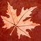 Maple leaf floor tiles style texture background