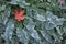 Maple leaf on frosted ground cover.