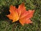 Maple Leaf In Full Autumn Colour