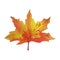Maple leaf gouache watercolor single isolated element