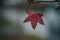 Maple leaf hanging onto a tread of a twig on autumn setting