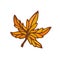 Maple leaf icon. Hand drawn print. Sticker design.