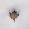 Maple Leaf Melting in Snow