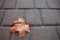 Maple leaf at pavement