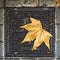 the Maple leaf on a rain grate in September in Barcelona