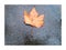 Maple leaf , rains , street , Zurich