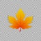 Maple leaf in a realistic style on transparent background, object. Vector illustration, botanical element