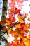 Maple leaf red autumn tree with blurred background. Beautiful maple trees with coloured leafs at autumn. Colorful foliage in the