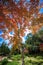 Maple leaf red autumn tree with blurred background. Beautiful maple trees with coloured leafs at autumn. Colorful foliage in the