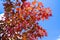 Maple leaf red autumn tree with blurred background. Beautiful maple trees with coloured leafs at autumn. Colorful foliage in the