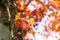 Maple leaf red autumn tree with blurred background. Beautiful maple trees with coloured leafs at autumn. Colorful foliage in the