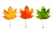Maple leaf in red, yellow, green colors