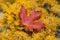 Maple leaf on the Rubber Rabbitbrush flowers