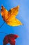 The maple leaf sky
