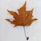 Maple Leaf on snow background