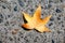 Maple Leaf On Stone Pavement