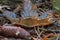 Maple Leaf. There is water on the leaf. Leaf from a maple tree lies on the ground. Autumn time