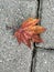 Maple leaf on track. autumn