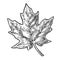 Maple leaf. Vector vintage engraved illustration.