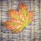 A maple leaf on wicker background