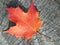 Maple leaf on wood