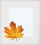 Maple leaf and writing-book