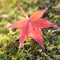 Maple leave on green ground