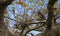 Maple-leaved plane tree in rustic growth form with autumn leaves under a blue sky